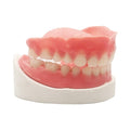 Full Set of Top and Bottom Fake Teeth E53908