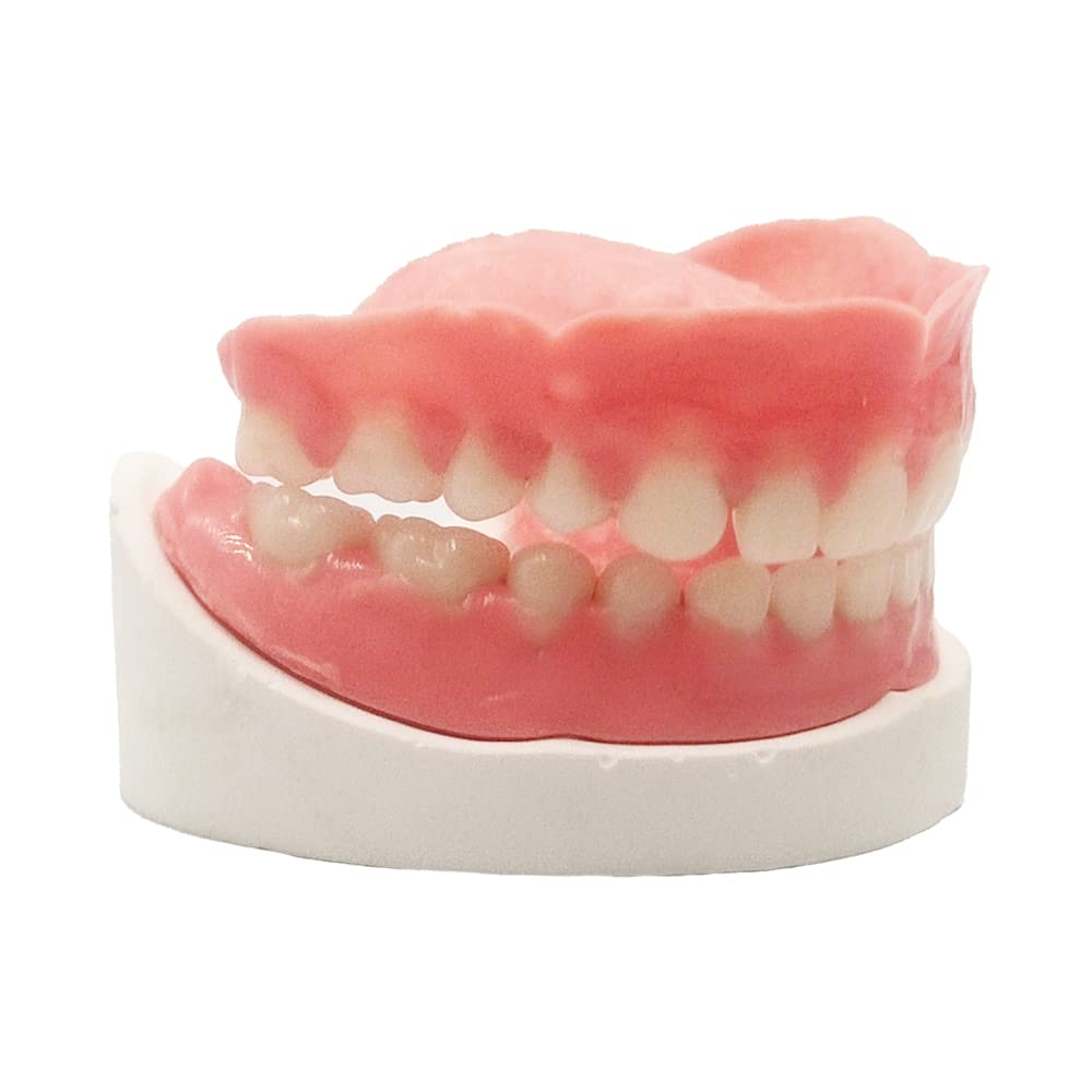 Full Set of Top and Bottom Fake Teeth E53908
