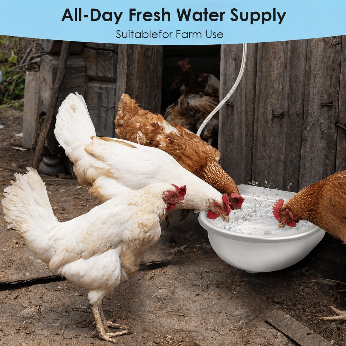 Stainless Steel Poultry Waterer U303
