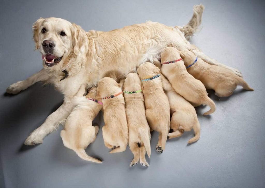 Soft Nylon Puppy Collars 12pcs L406683