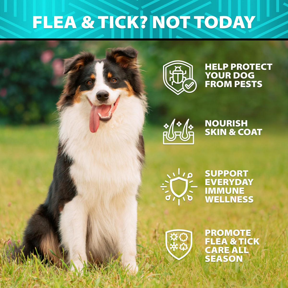 Natural Flea & Tick Chews for Dogs R883
