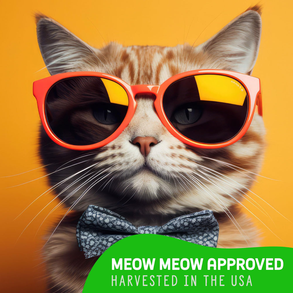 Organic Cat Grass Grow Kit 4 Pack Non GMO Heirloom Seeds N43370
