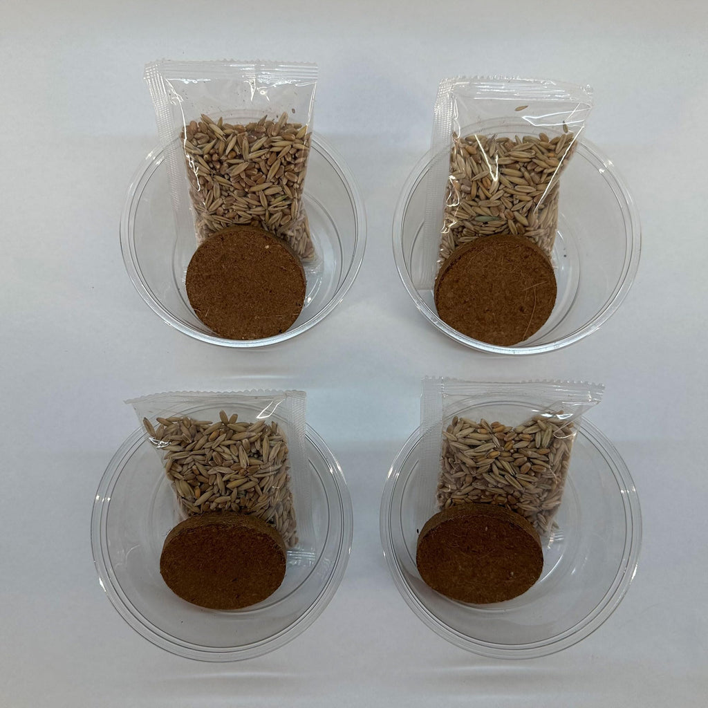 Organic Cat Grass Grow Kit 4 Pack Non GMO Heirloom Seeds N43370