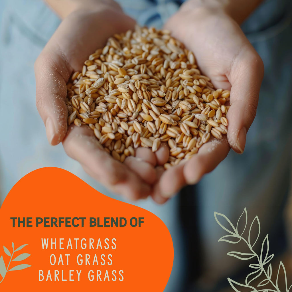 Organic Cat Grass Grow Kit 4 Pack Non GMO Heirloom Seeds N43370