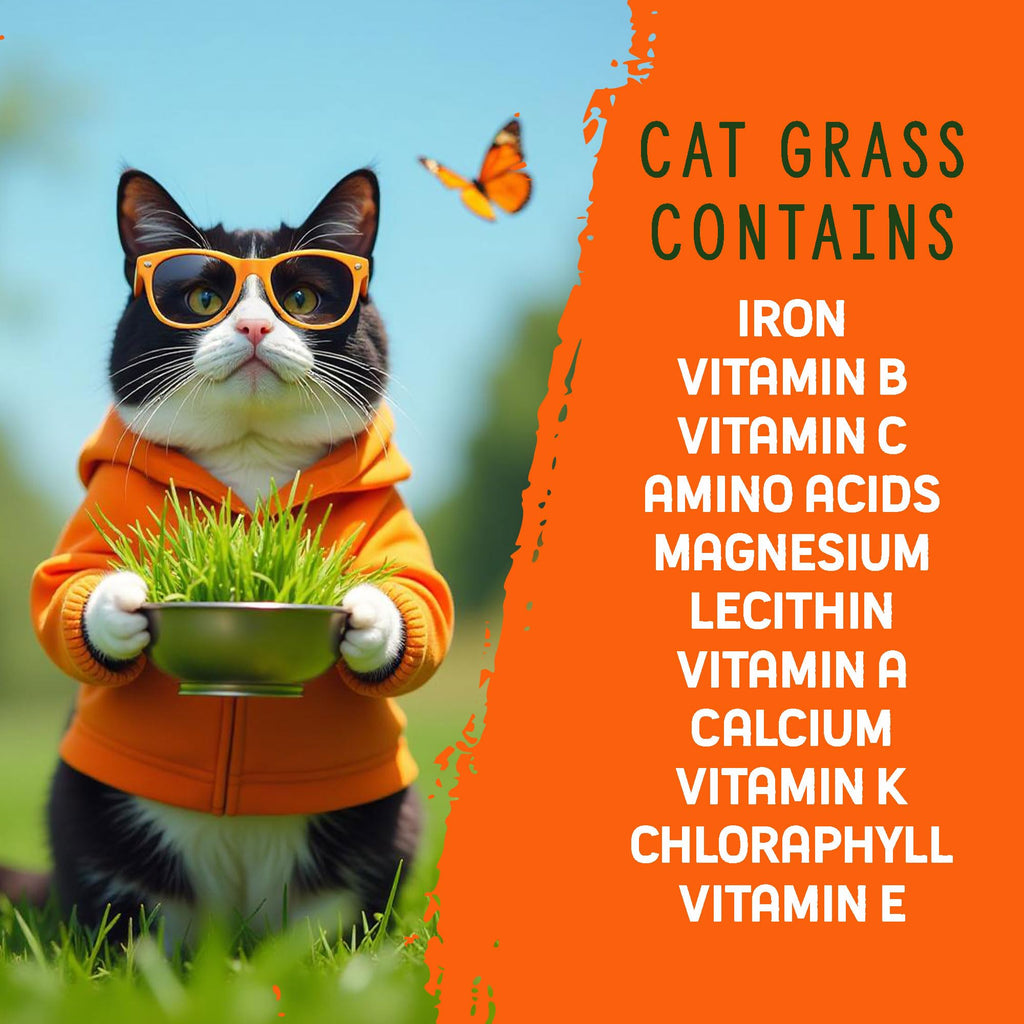 Organic Cat Grass Grow Kit 4 Pack Non GMO Heirloom Seeds N43370