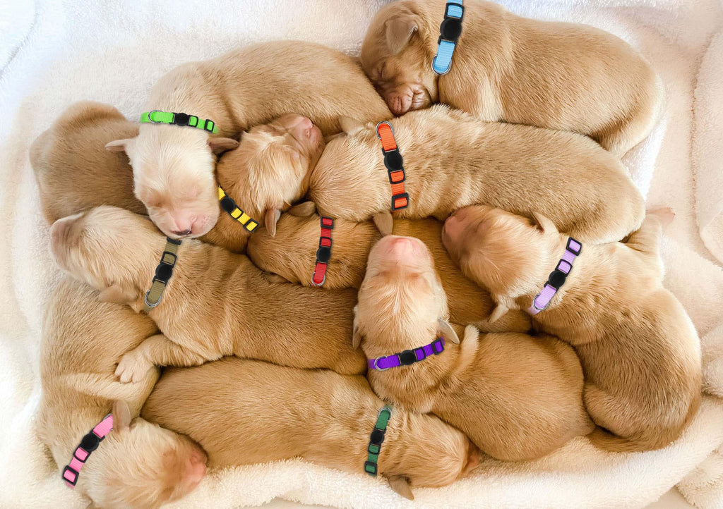 Soft Nylon Puppy Collars 12pcs L406683