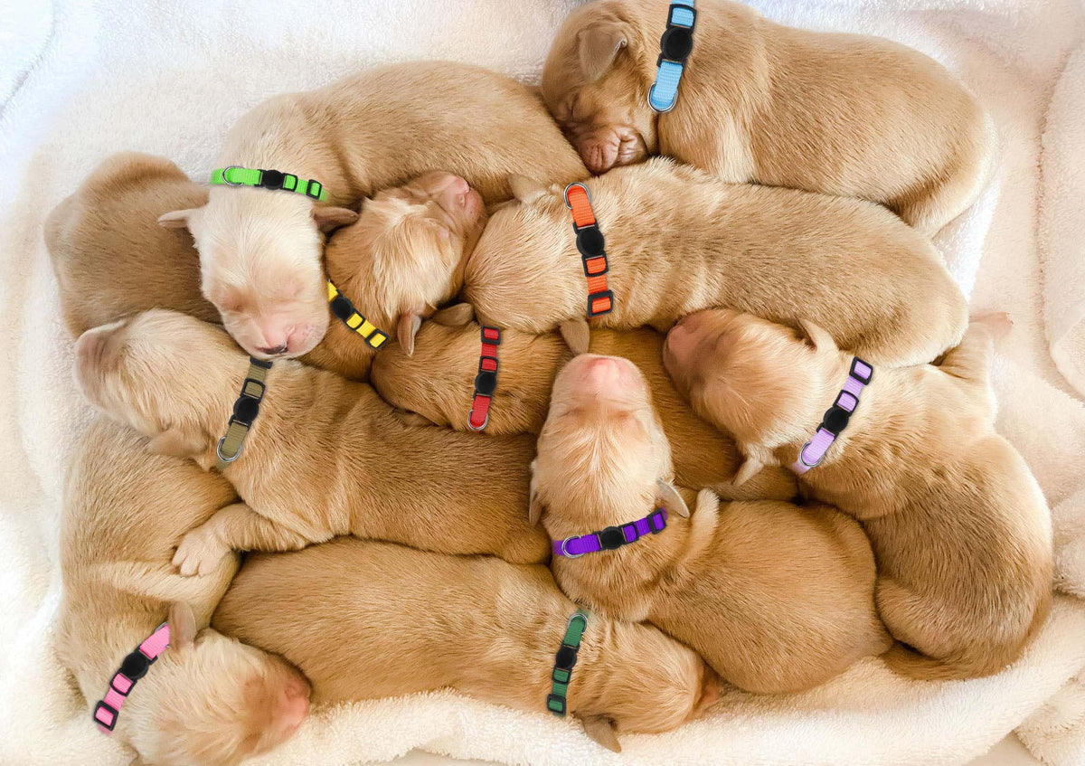 Soft Nylon Puppy Collars 12pcs L406683